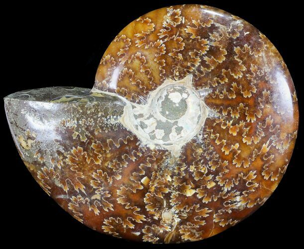 Polished, Agatized Ammonite (Cleoniceras) - Madagascar #60742